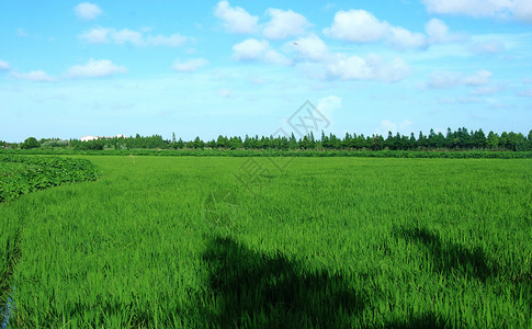 乡村的稻稞农田图片