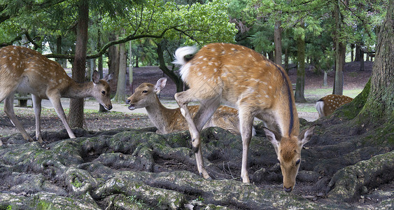 林间小鹿森林奈良公园日本旅游高清图片