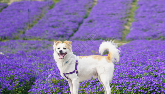 蓝色紫色花花海与狗紫色花宠物吐舌特写背景