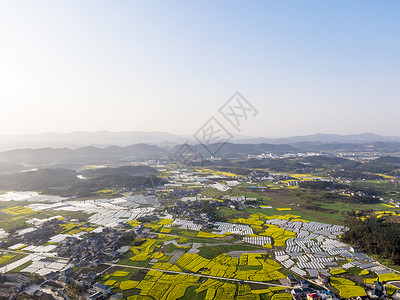 航拍乡村农田油菜花图片