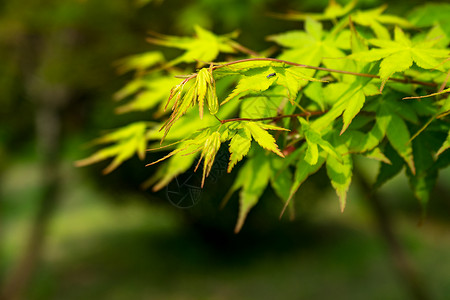 初春的枫叶清新高清图片素材