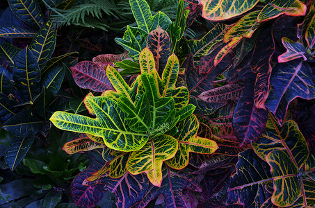 上海辰山植物园热带植物变叶木高清图片