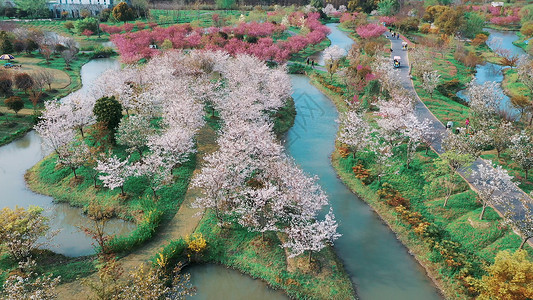 顾村公园春季花开背景