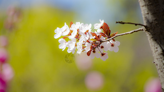 紫叶李花背景图片