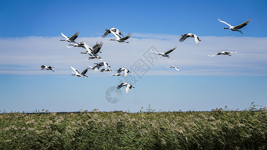 白色的鸟群齐齐哈尔扎龙湿地景区丹顶鹤背景