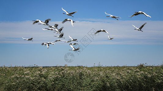 齐齐哈尔扎龙湿地景区丹顶鹤飞翔背景图片