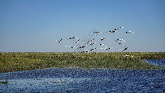 蓝天飞鸟齐齐哈尔扎龙湿地景区丹顶鹤背景