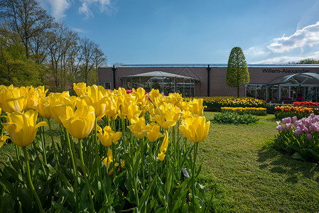 郁金香花园库肯霍夫公园高清图片