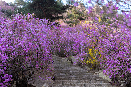 春季自然风光青岛大珠山杜鹃花背景