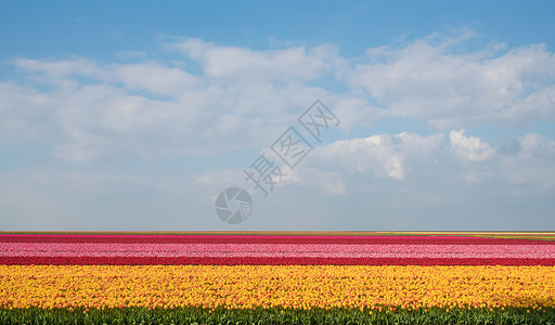 威霍肯郁金香花海背景