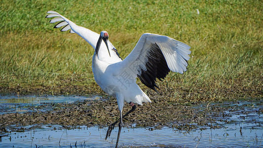 湿地飞鸟齐齐哈尔扎龙湿地景区丹顶鹤特写背景