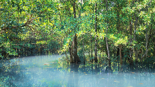 泰国米泰国甲米红树林背景