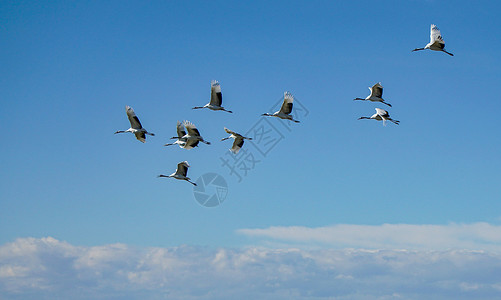 齐齐哈尔扎龙湿地景区飞行的丹顶鹤高清图片