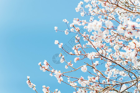 春天的白梅花盛开图片素材