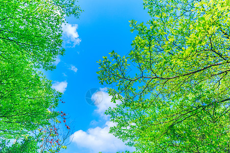 树叶蓝天夏至清新绿叶背景背景