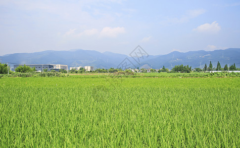 江南农村的稻田食材高清图片素材