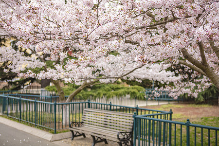 青岛中山公园盛开的樱花高清图片