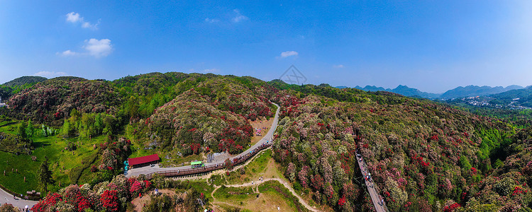 贵州毕节百里杜鹃风景区航拍5A景点高清图片素材