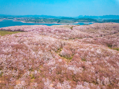 樱花晚期凋落航拍图片高清图片