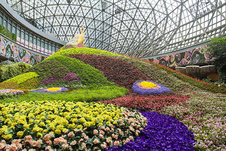 花孔雀昆明花世界背景