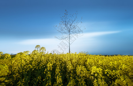 春意盎然油菜花美景图片