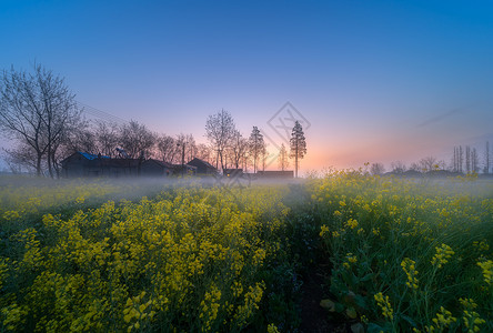 城市与农村春意盎然油菜花美景背景