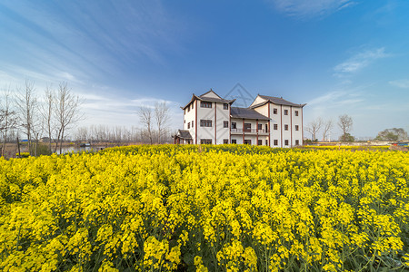 郊外踏春油菜花春景春天风景高清图片素材