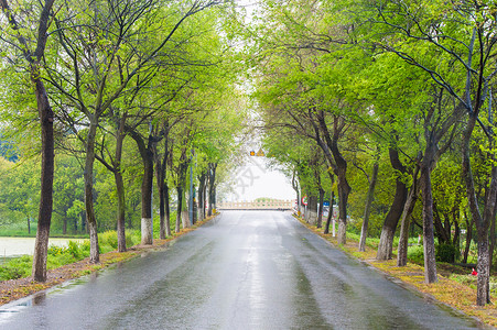 雨后林荫道雨后公路高清图片