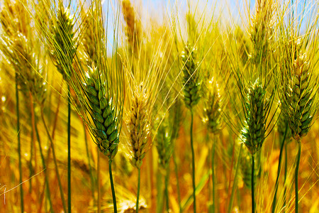 蓝天下的田园风光农村麦子风景高清图片素材