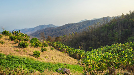 泰国北部拜县山地山村树林芭蕉背景图片