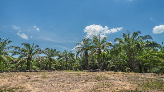 泰国南部自然棕榈林实拍高清图片