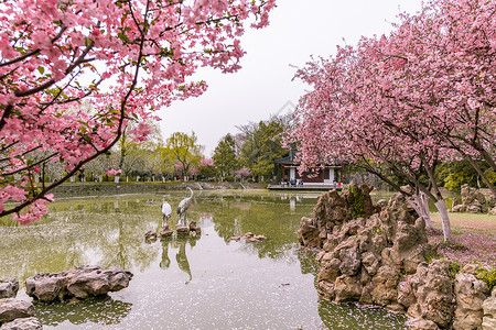南京莫愁湖公园春天的植物海棠花图片