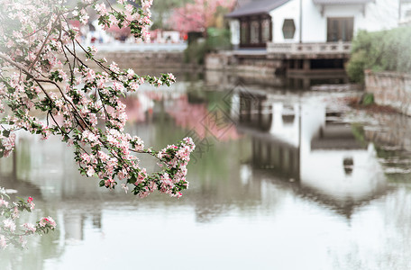 南京莫愁湖公园春天的植物海棠花图片素材