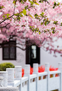 古韵风景南京莫愁湖公园春天的植物海棠花背景