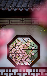 古韵风景南京莫愁湖公园春天的植物海棠花背景