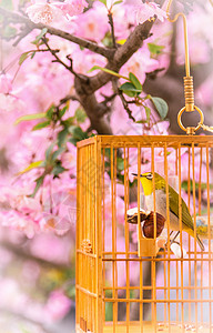 春天的植物海棠花与鸟笼里的鸟图片