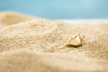 沙滩贝壳夏日白沙高清图片