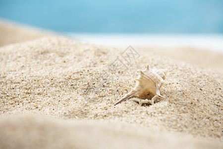 沙滩海螺背景图片