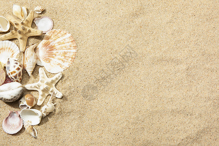 沙滩贝壳图片