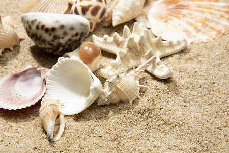 贝壳海螺沙滩贝壳背景