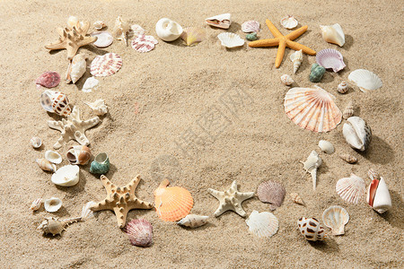 沙滩贝壳背景图片