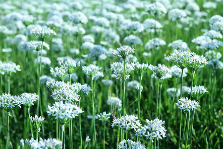 小白花花边韭菜花开背景