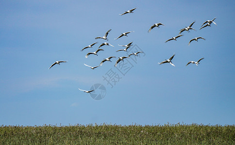 保持生态平衡齐齐哈尔扎龙湿地景区丹顶鹤背景