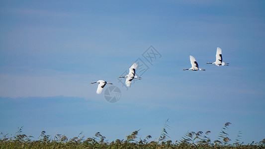 白色的鸟群齐齐哈尔扎龙湿地景区丹顶鹤背景