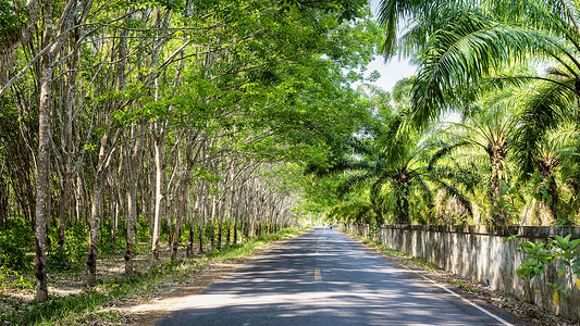 泰国橡胶树树林东南亚农业图片