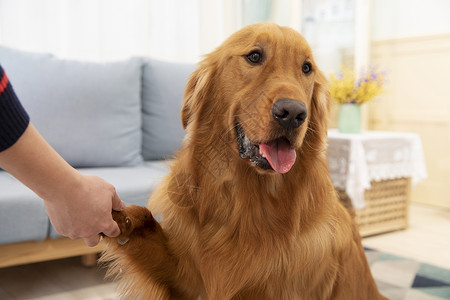 与主人握手的金毛犬背景图片