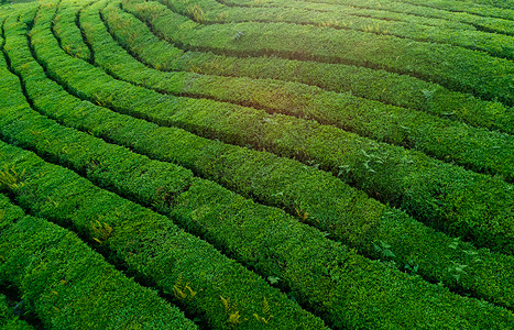 茶叶种植园摄影春季茶园航拍摄影图片背景