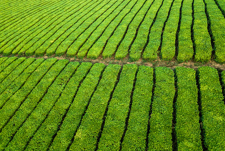 茶叶种植园摄影春季茶园航拍摄影背景