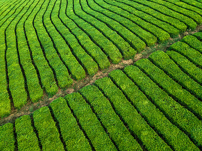 贵州茶春季茶园航拍背景