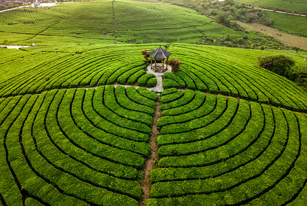 贵州茶春天茶园航拍背景